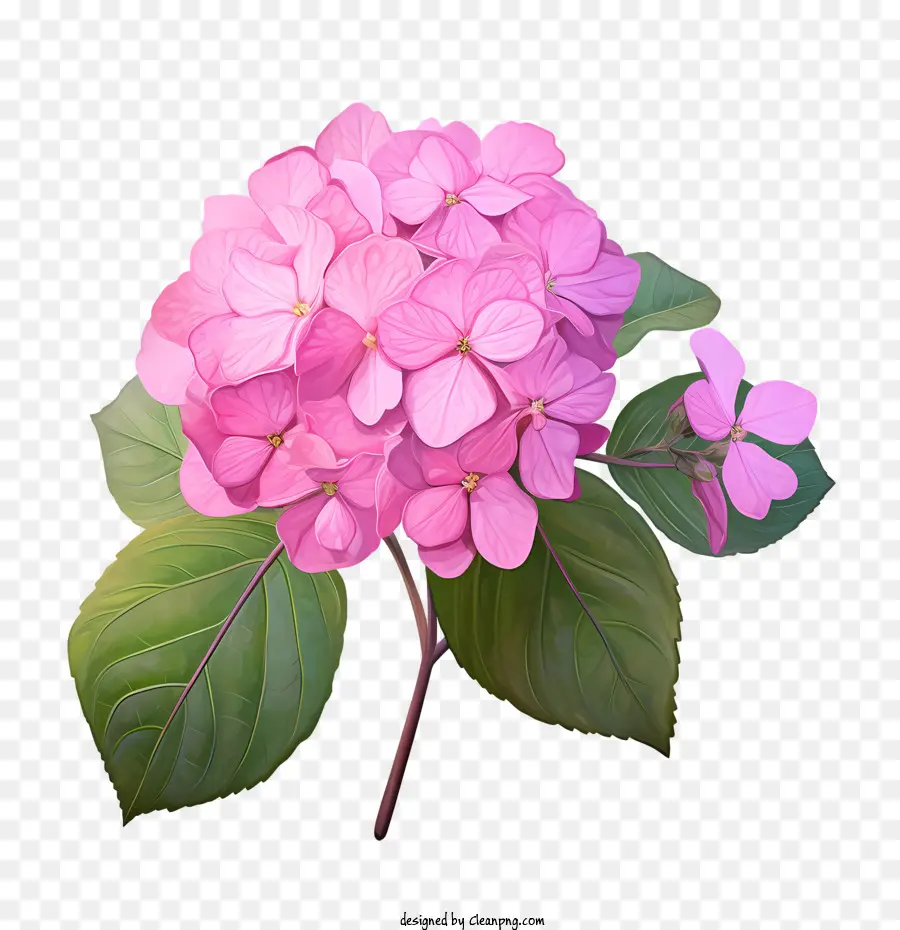 Hortensie Blüten rosa Blumenstammblätter - 