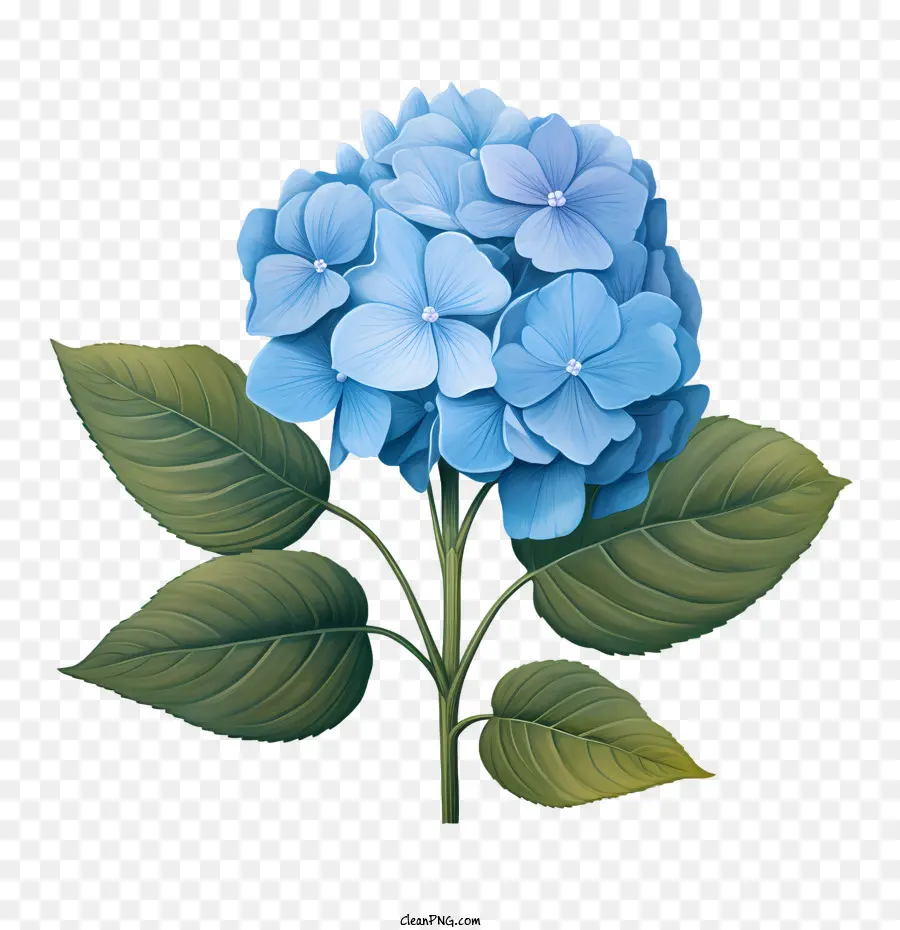Hydrangea Blume Blue Blue Hydrant -Stiel - 