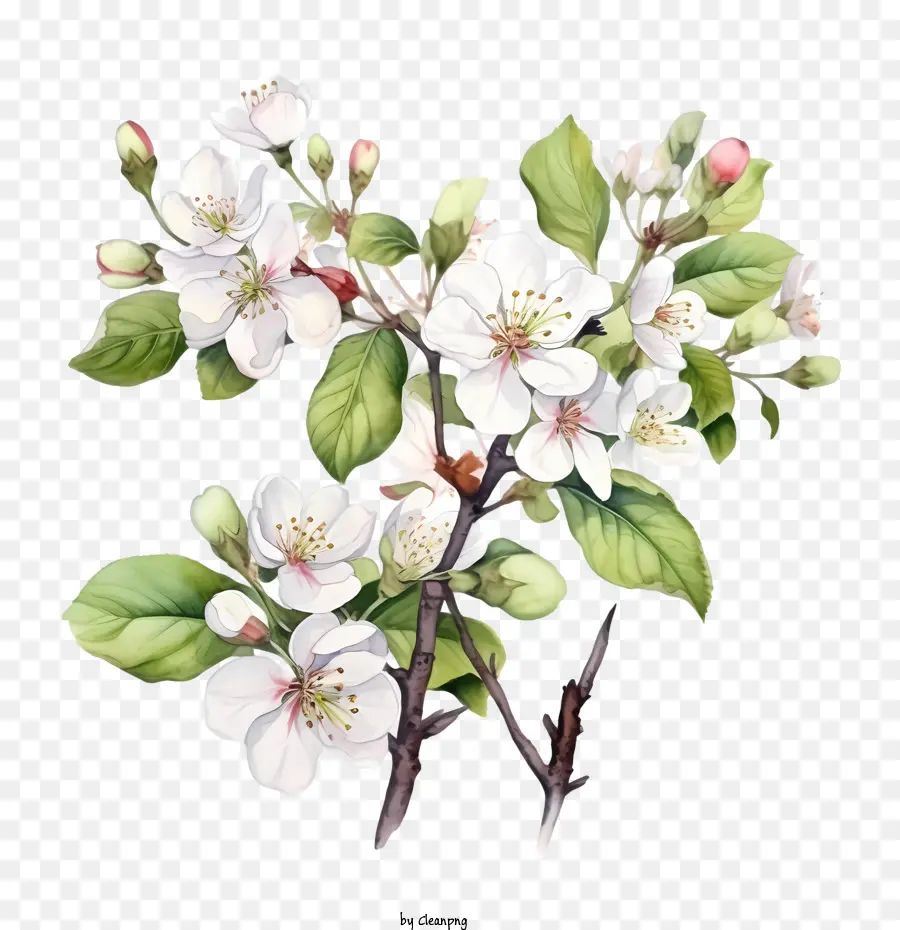 Apfelblütenblütenzweige Aquarellrosa - 
