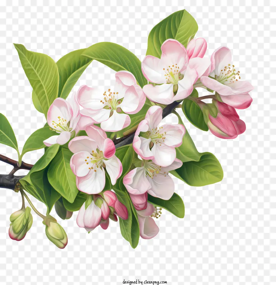 apple blossom apples blossoms blooming flowers