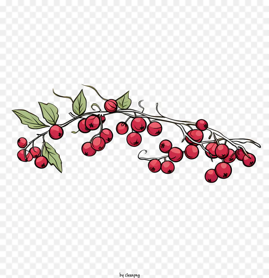 red cranberries berries branch leaves red