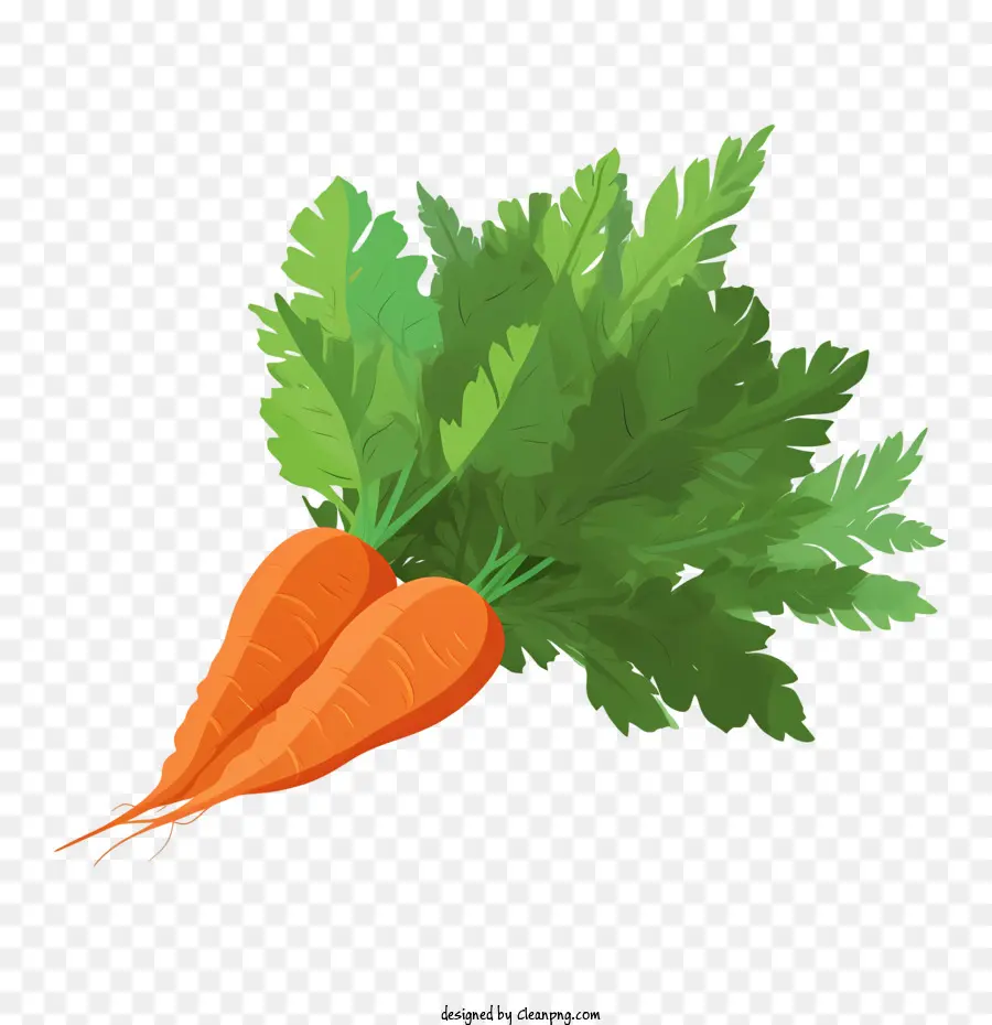 carrot carrot vegetable food organic