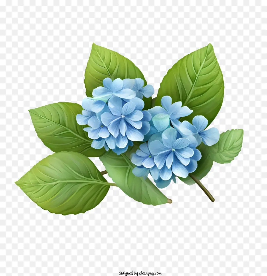 Hortensie Blütenbild von blauen Hortensien grüne Blätter Blumen Pflanzenleben - 