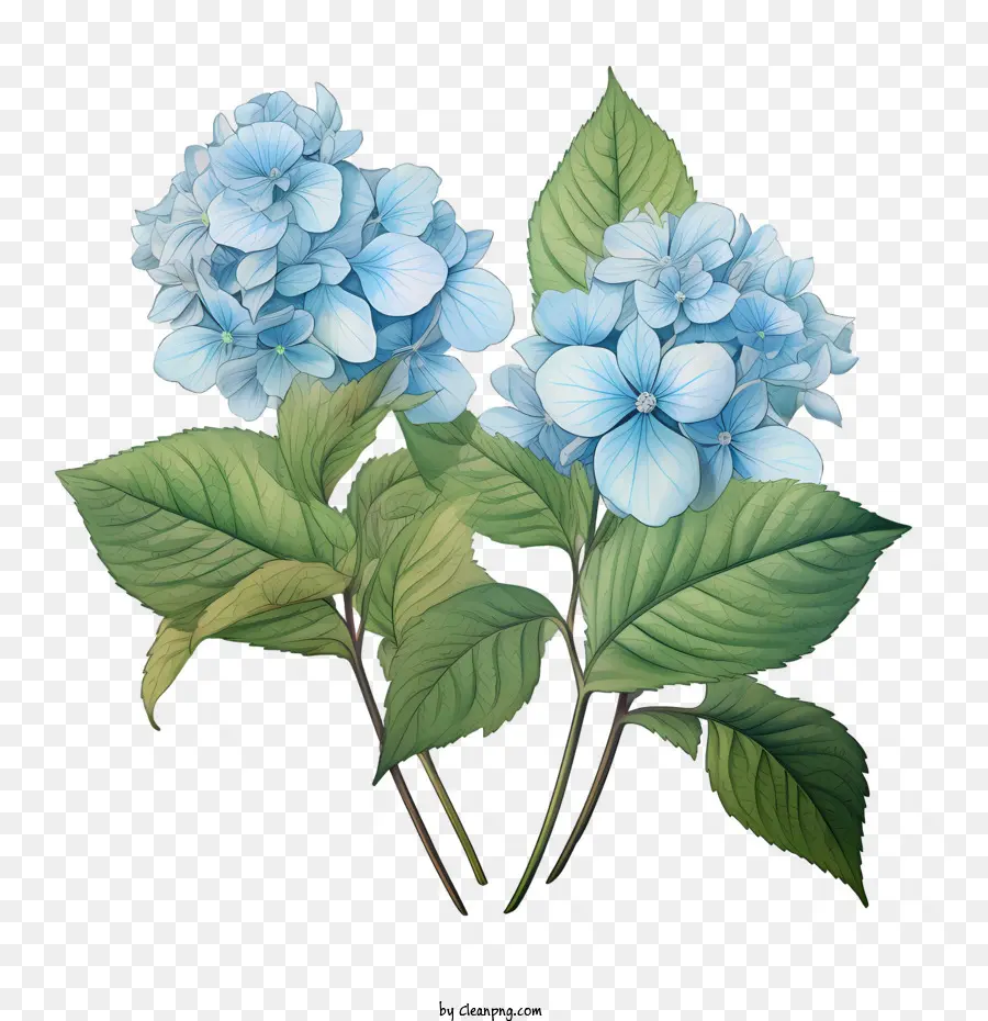Hydrangea Blume hydrant blaue Blätter Blume - 