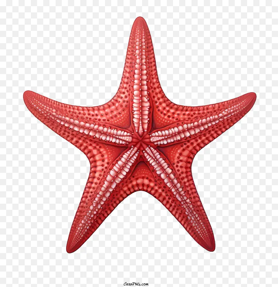 Starfish Starfish Creatura marina rossa sott'acqua - 