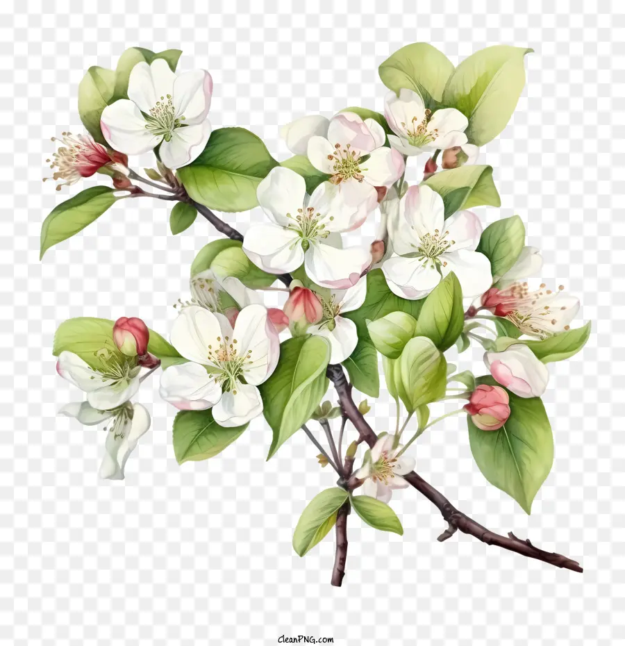 Apple Blossom Apple Blossoms Spring Nature Branch - 
