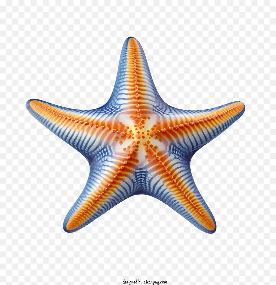 starfish starfish sea star marine animal red and white stripes