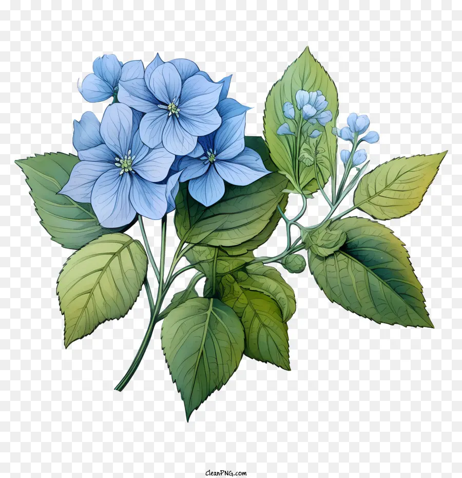 hydrangea flower flower leaves branches blue