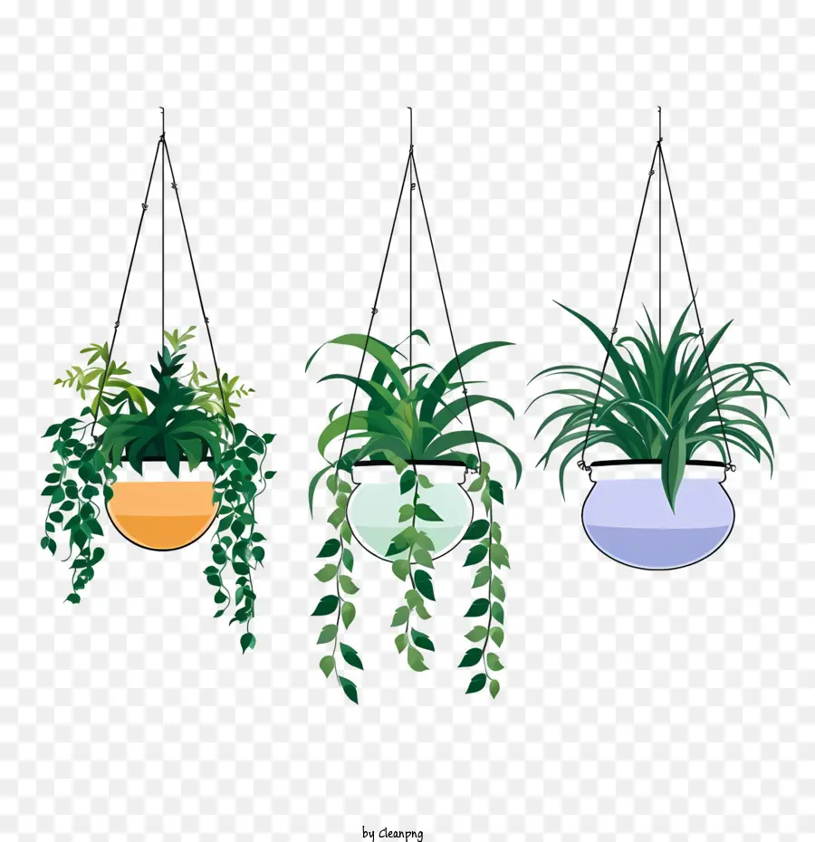 Hängende Pflanze mit Topfgrünen Pflanzen hängende Pflanzer Pflanzen Topfpflanzen - 