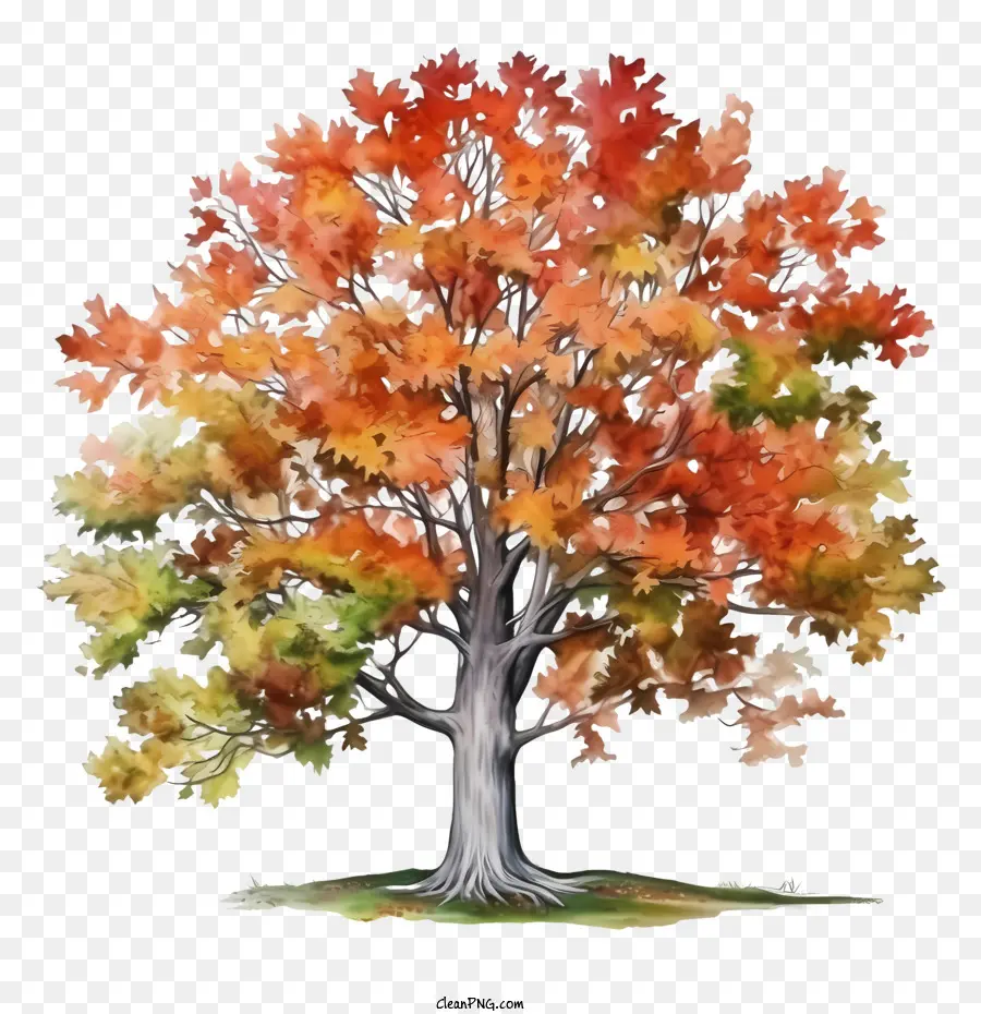 albero in autunno - 
