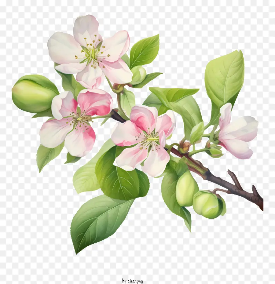 foglie di fiori di fiori di fiori di mela fiorite - 