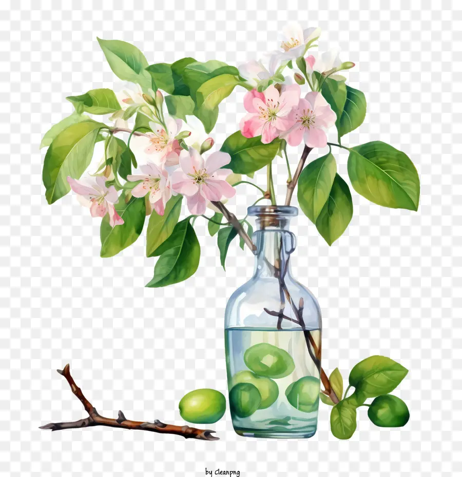 apple blossom apple blossoms glass vase pink flowers branches