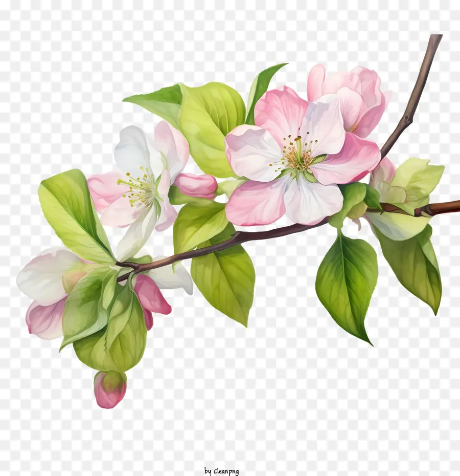 Apfelblüte blühen rosa blühender Zweig - 