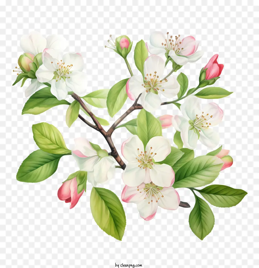 albero di fiori di mele fiorito fiori - 