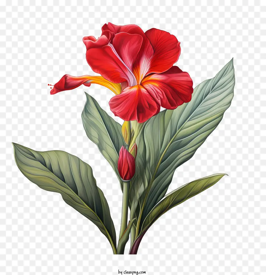 rote Blume - 