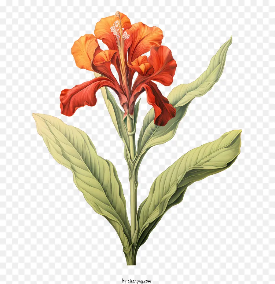 canna indica orchid tropical exotic colorful