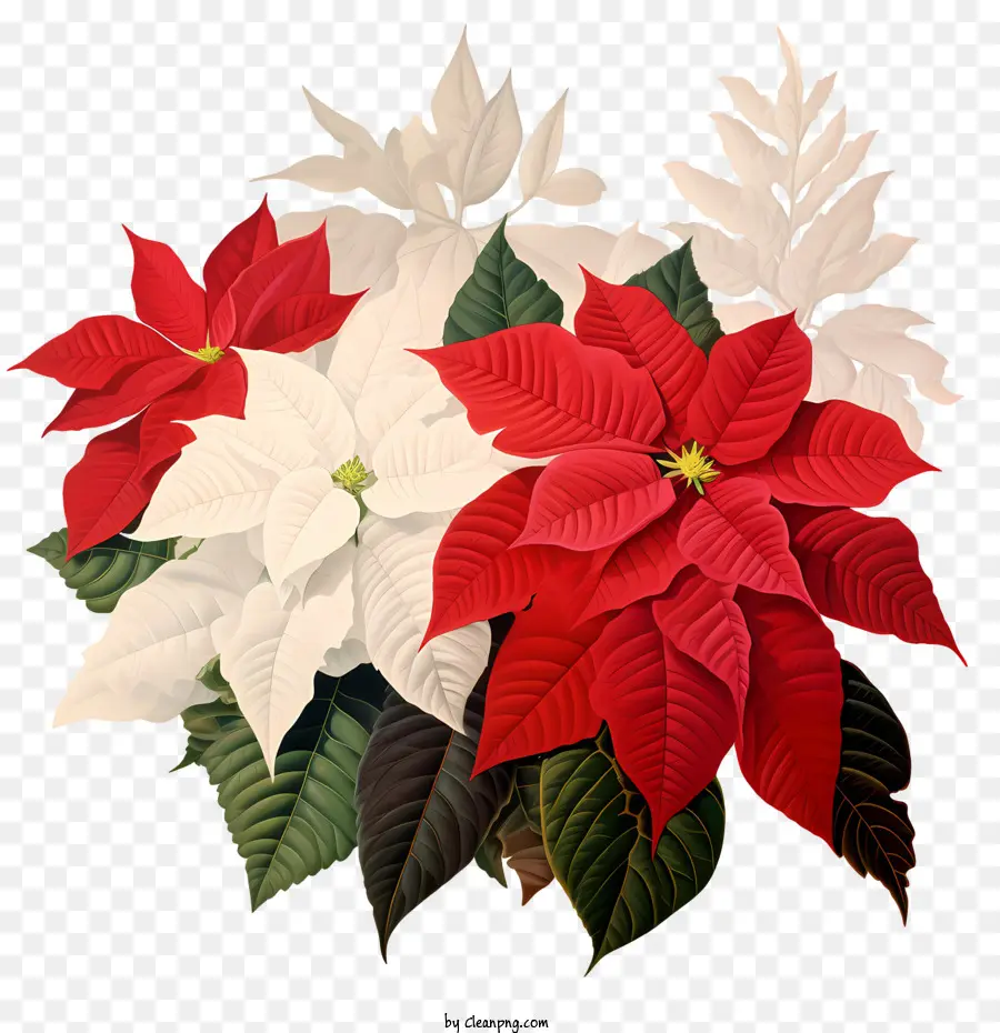 Weihnachtsstern Rote Poinettia White Poinsettia Grüne Poinettie Weiß und rote Weihnachtsstern - 