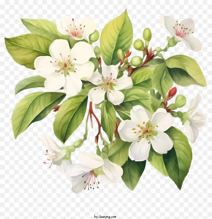 petali di ramo degli alberi a fiore di mela - 