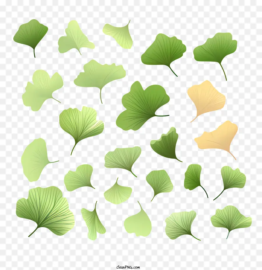 Ginkgo Biloba Foglie Ginkgo Leaf Green Plant - 