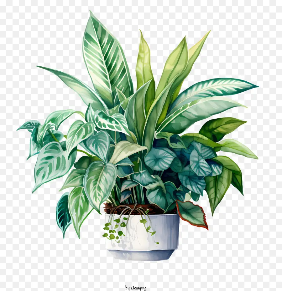 piante di apprezzamento per la casa piante in vaso verde in vaso - 