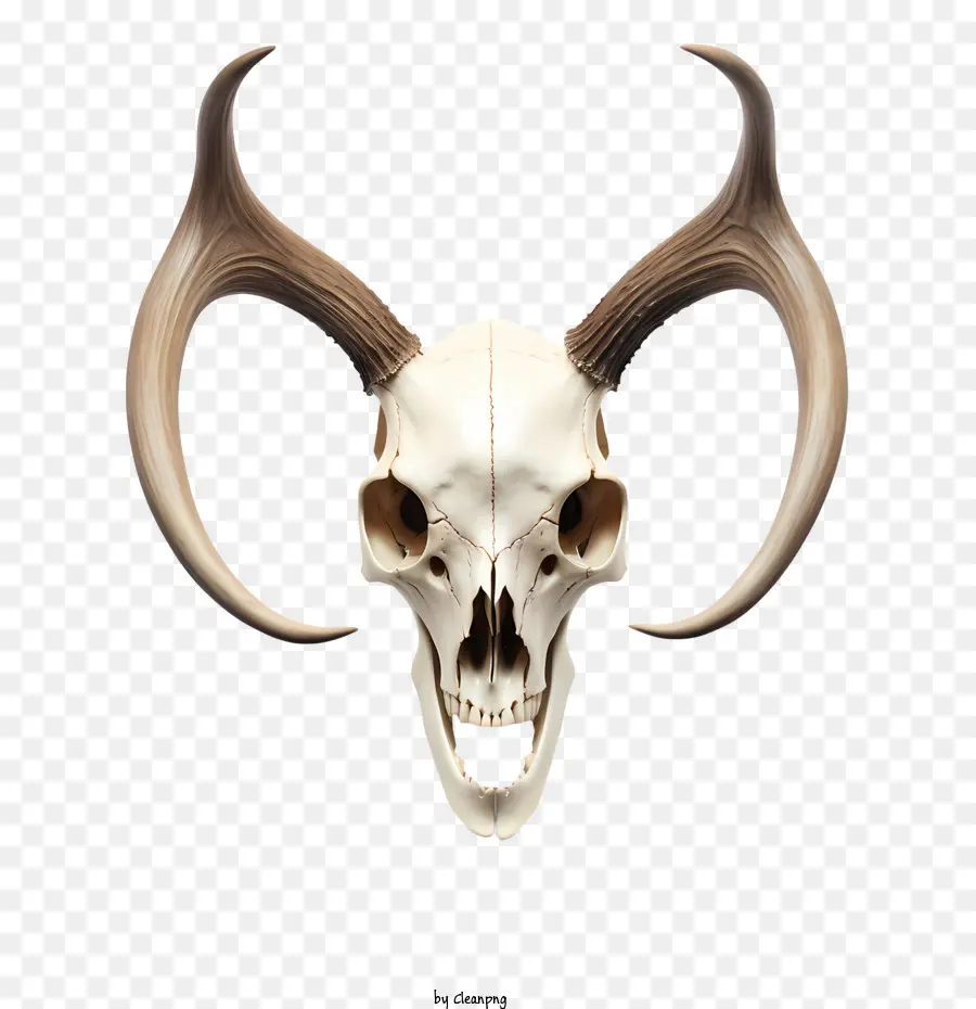 Anatomia delle ossa delle corna del cranio del cranio del cranio - 