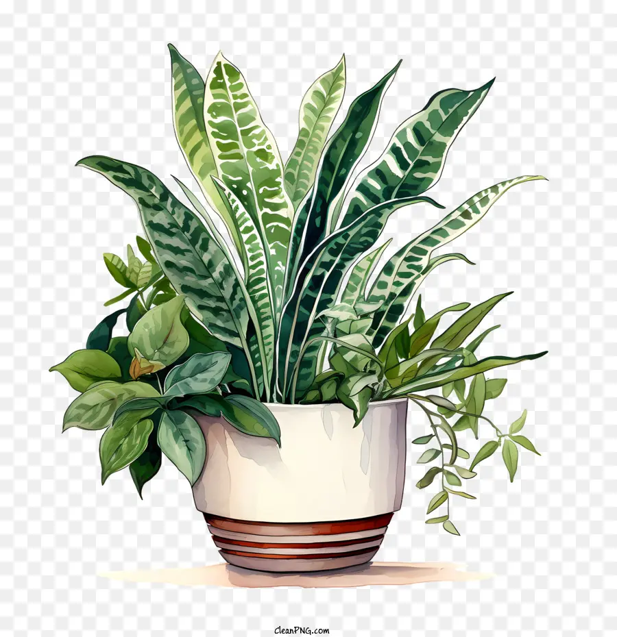 pianta di apprezzamento per la casa pianta pianta in vaso succulento - 