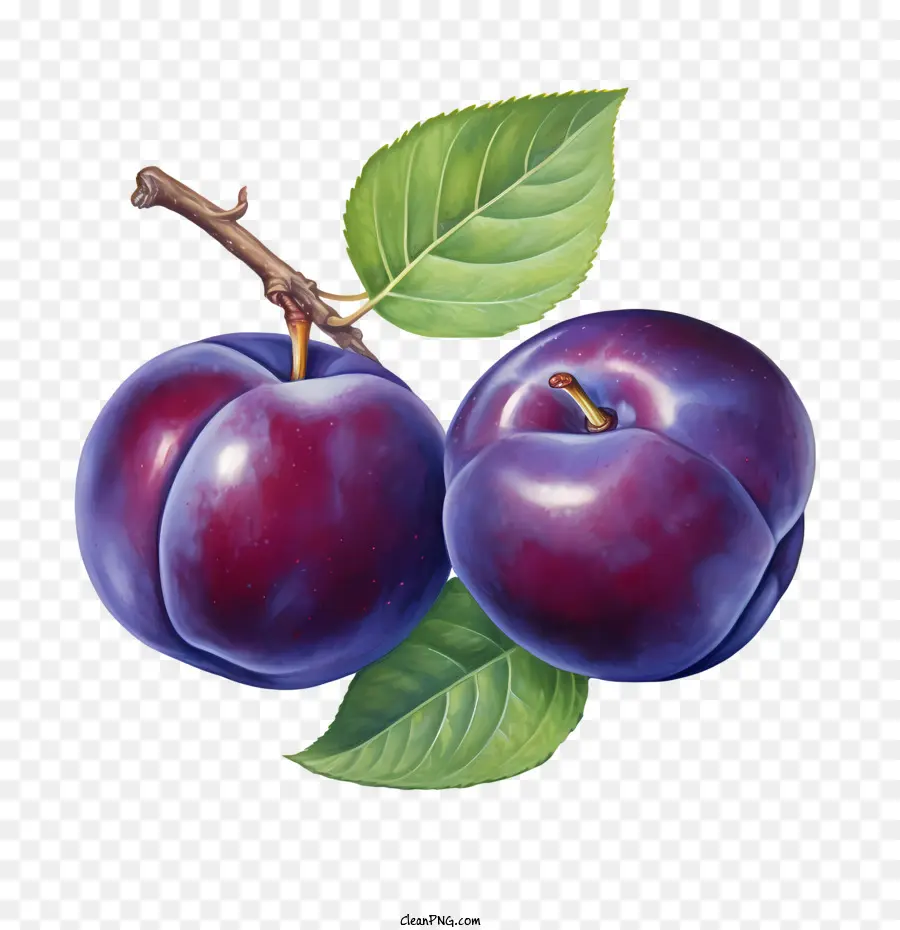 plum plum purple fruit ripening