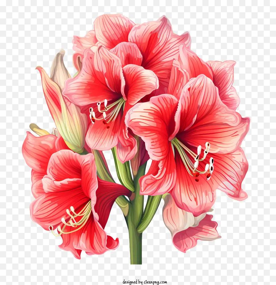 Hoa Amaryllis Red Amaryllis Floral Bouquet Red - 
