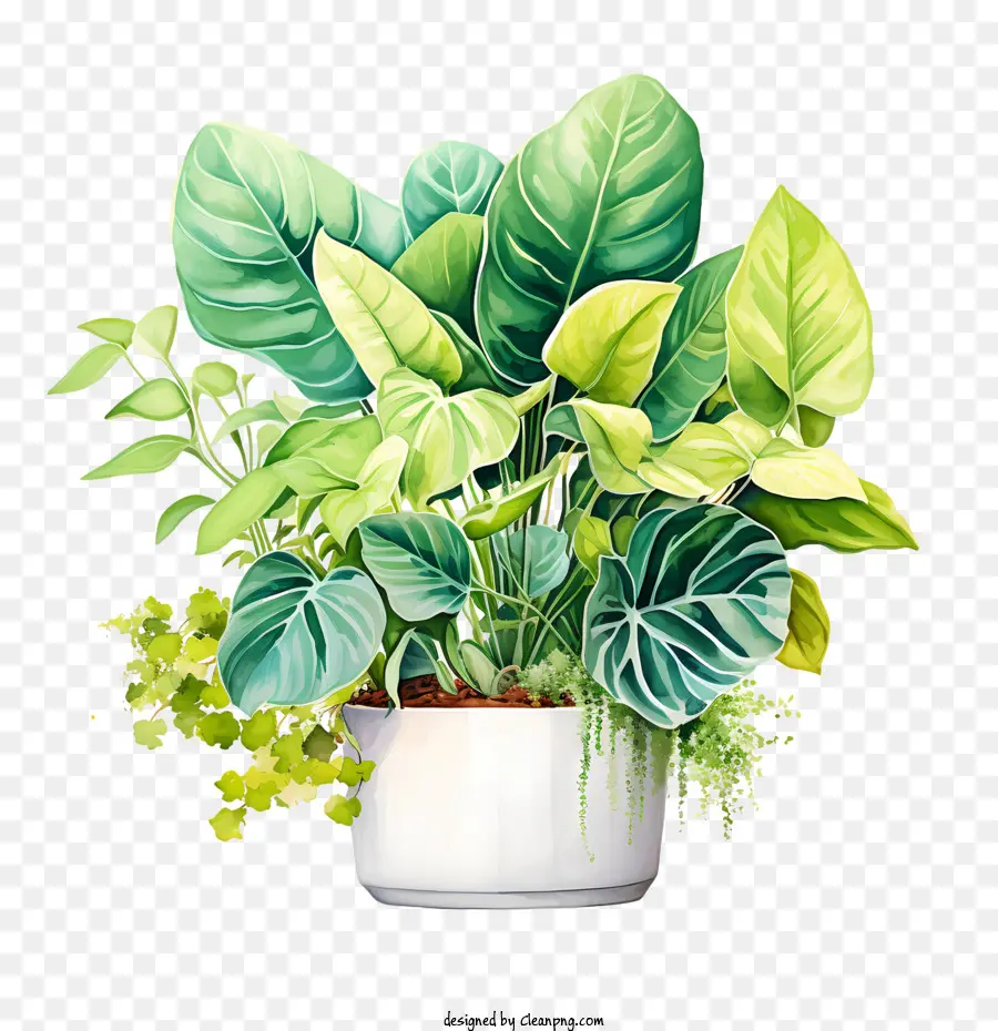 Hauspflanzer Wertschätzungstag pflanzliche Topf -grüne Blattgüter - 