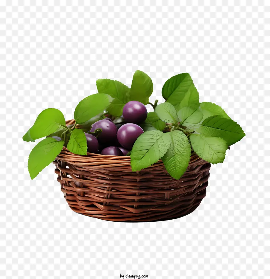 plum purple plum basket leaves
