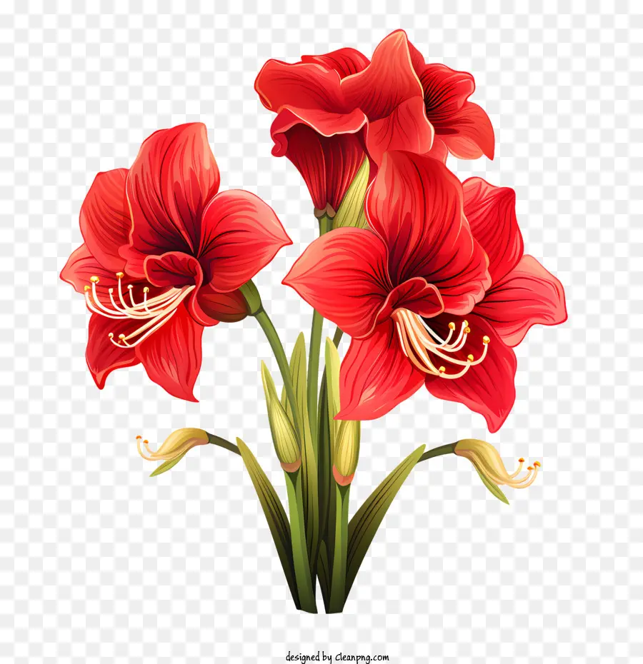 Amaryllis Flower Red Flowers Anemoni Bloom - 