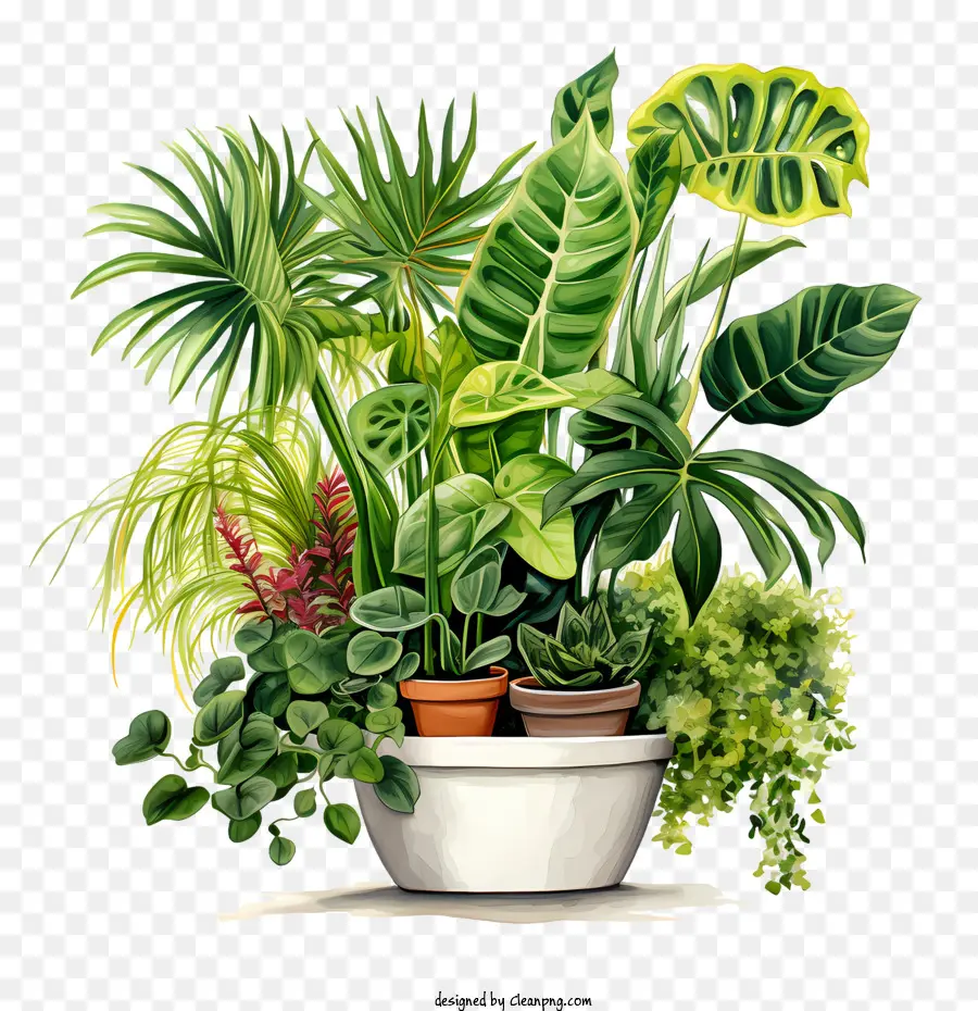 Hauspflanzer Wertschätzungstag Innengartenputzpflanzen grünes Zimmerpflanze - 