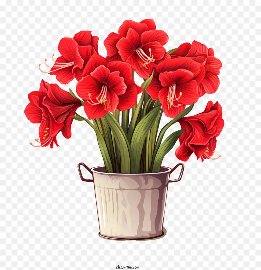 amaryllis flower bouquet flowers red vase