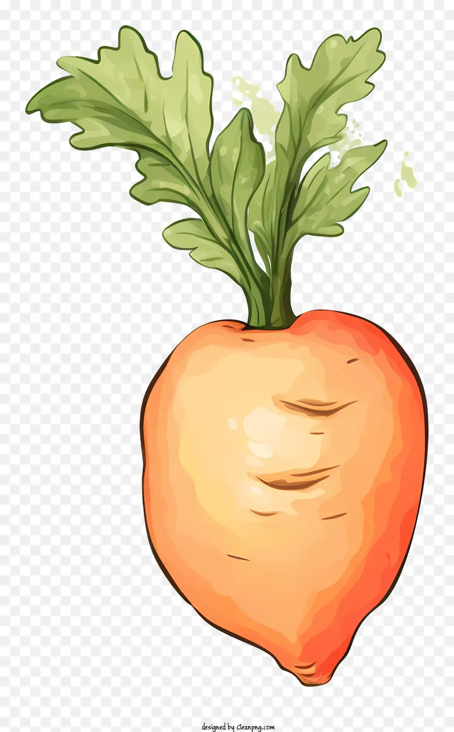 Dinh dưỡng cà rốt mang lại lợi ích cho vitamin A Thực phẩm giàu chất xơ lựa chọn thực phẩm lành mạnh - Cà rốt: Rễ rau, thân trắng, rễ cam, thức ăn ngon, ngon