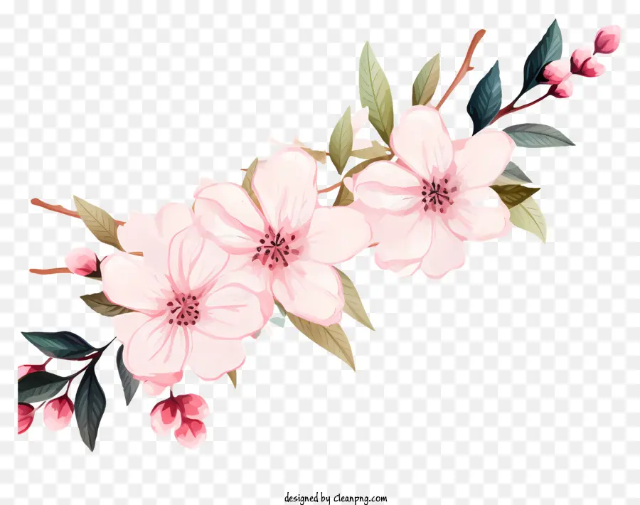 Minh họa màu đen và trắng Bouquet màu hồng hoa anh đào - Bó hoa anh đào màu hồng trên nền đen