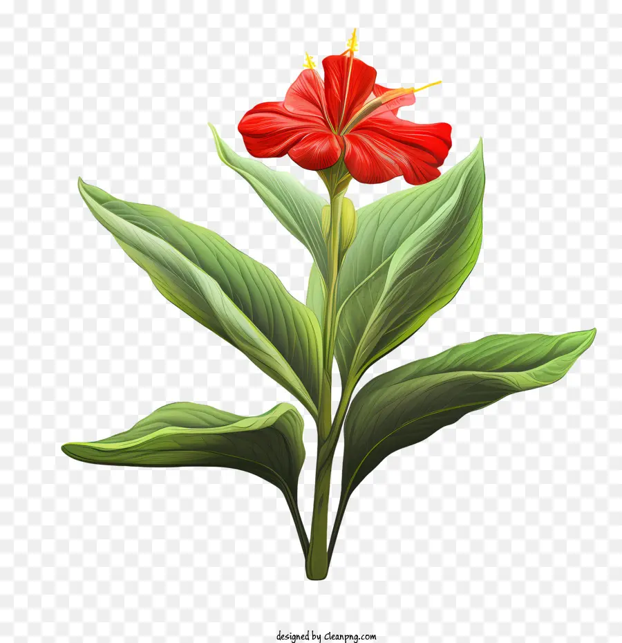rote Blume - 