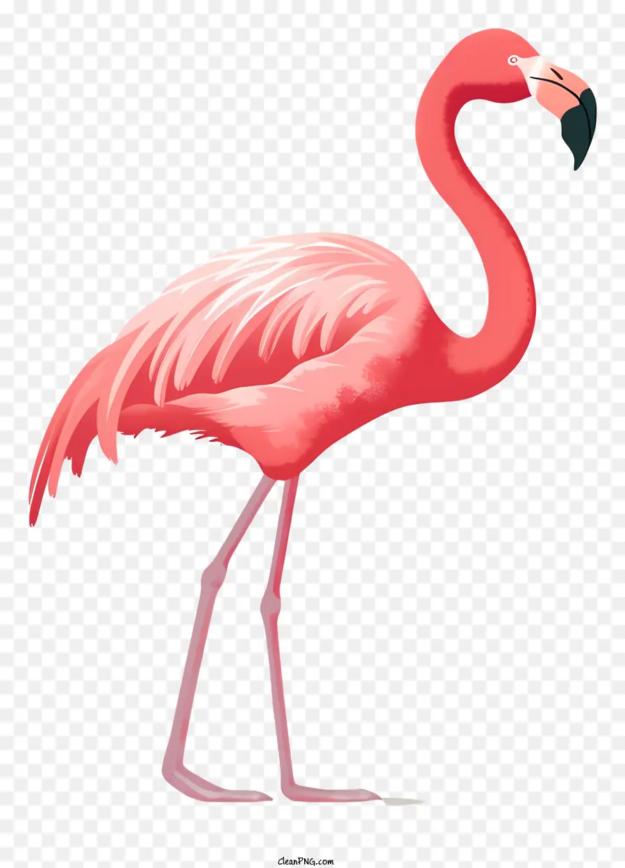 Pink Flamingo - Pink Flamingo steht mit Flügeln auf den Hinterbeinen