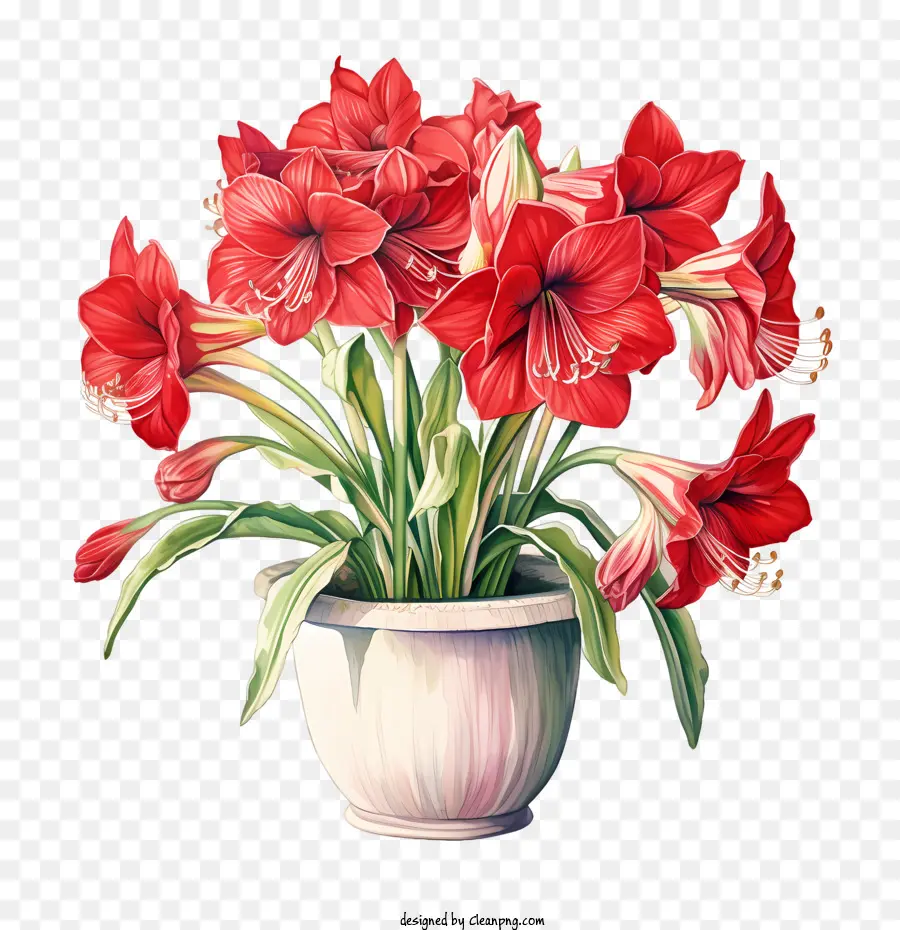 Amaryllis Blume Rote Blumen Amaryllis Bouquet Vase - 