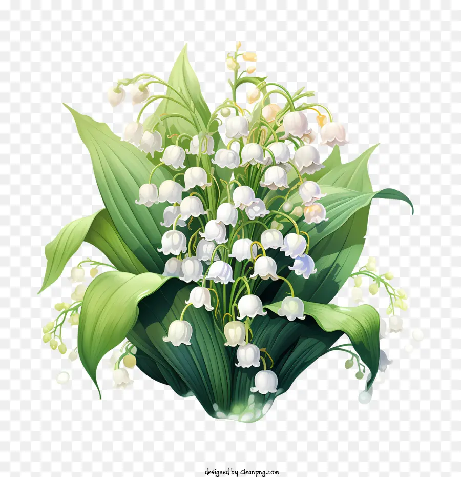 hoa huệ của thung lũng hoa huệ của Vườn hoa trắng thung lũng - 