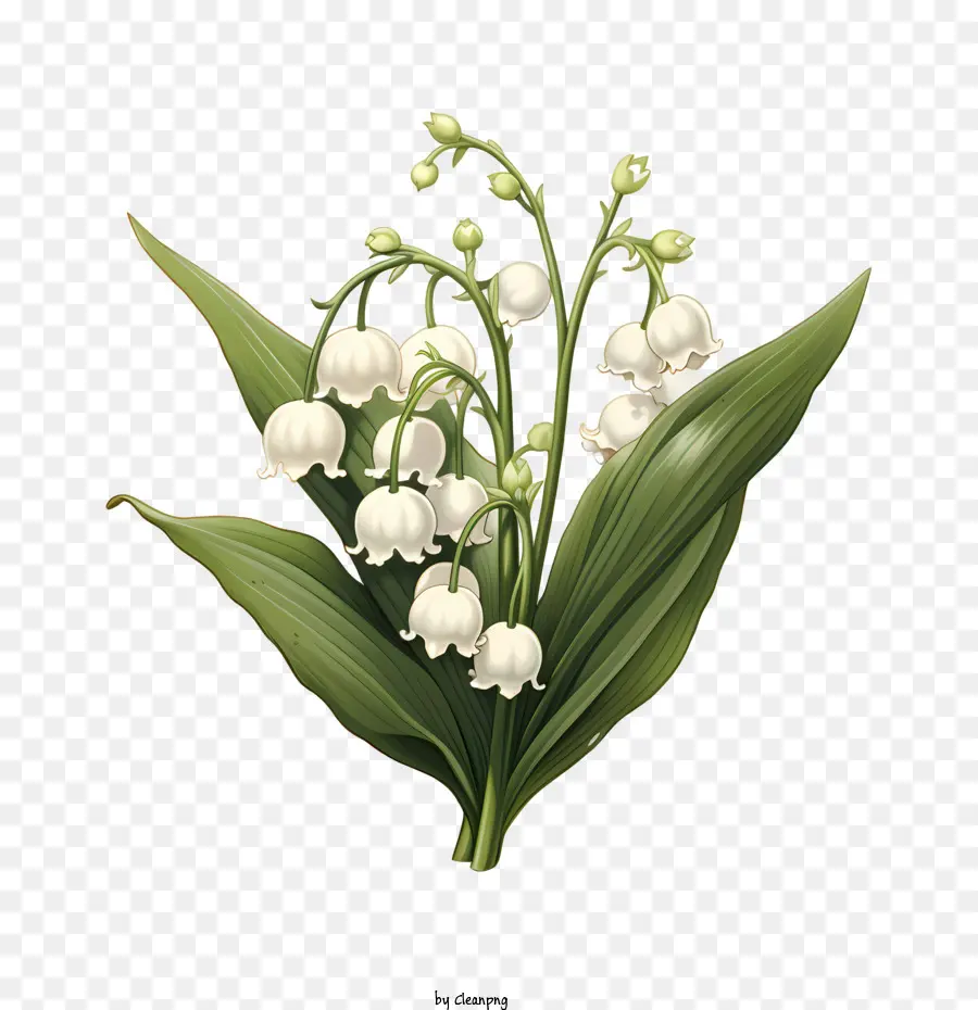 Lily of the Valley Lily of the Valley Flower White nở hoa - 