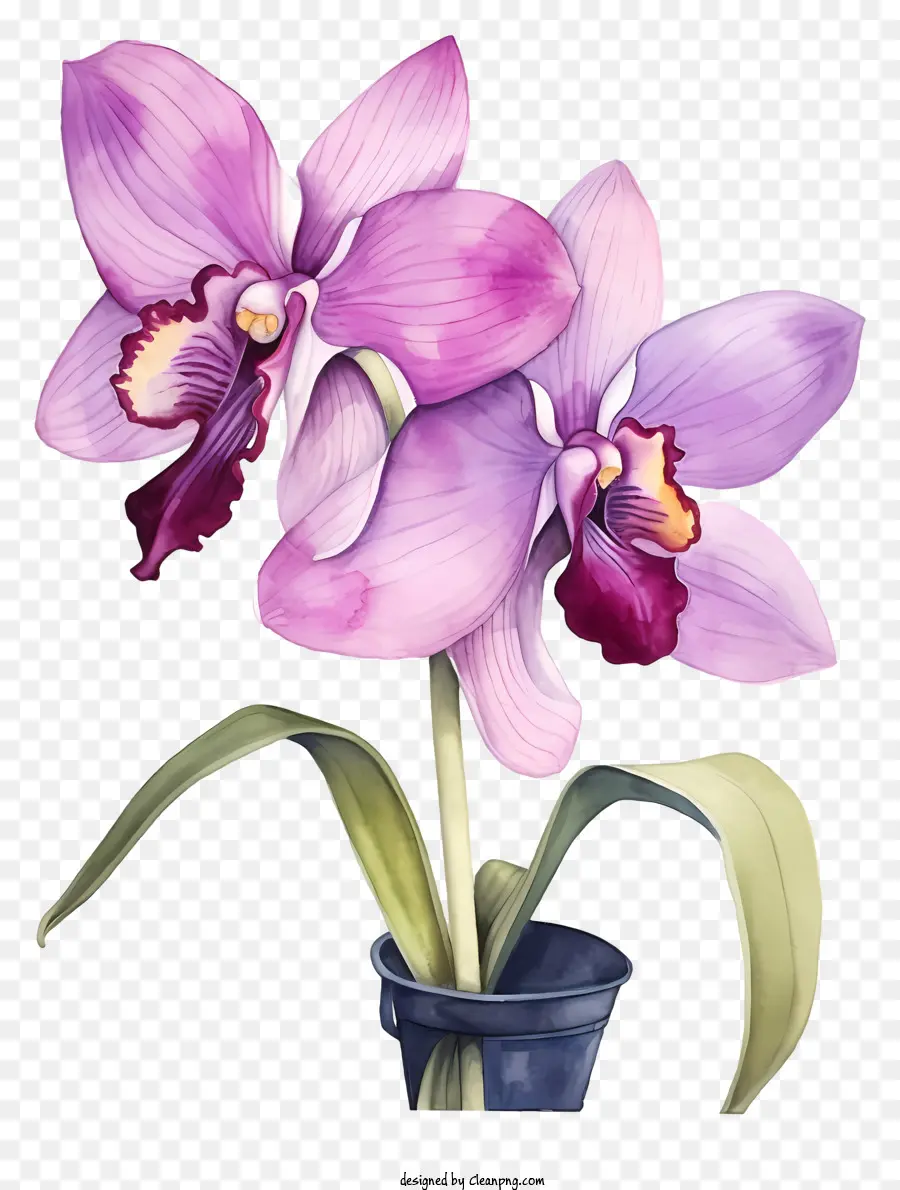 painting pink orchids blue vase black background pink flowers