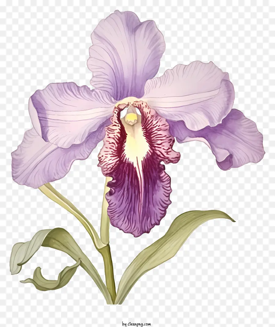 Orchidea Purple Photography Orchide Petals Blooming Orchid Purple and White Petals - Fotografia dell'orchide viola in fiore con gambo lungo