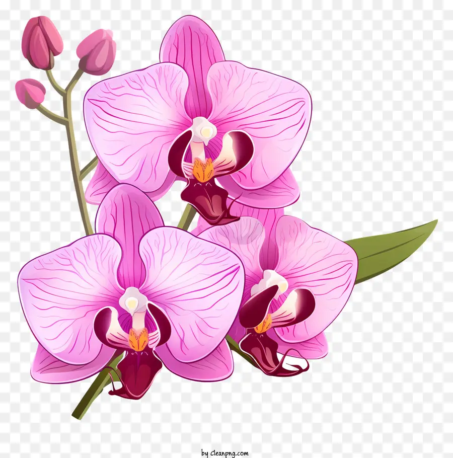 Orchidee, Blume - Rosa Orchidee mit weißem Zentrum und gebogenem Stiel