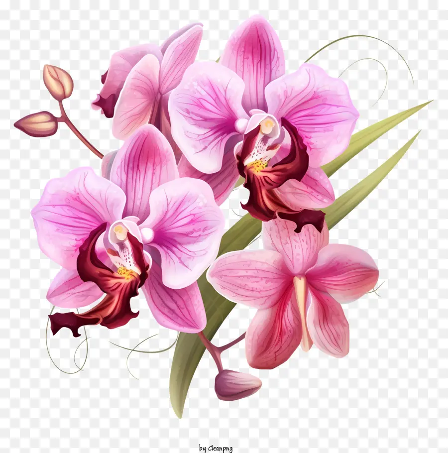 disegno floreale - Close up di orchidee rosa Rivelatore al centro