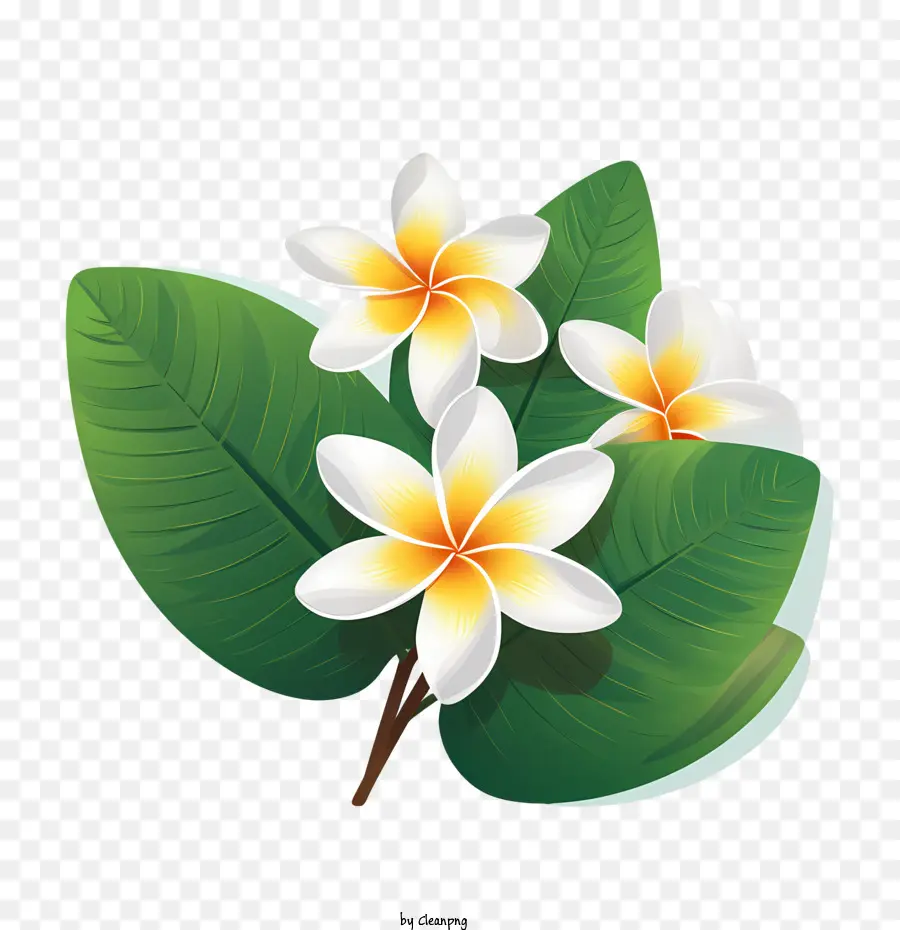 frangipani Blume - 