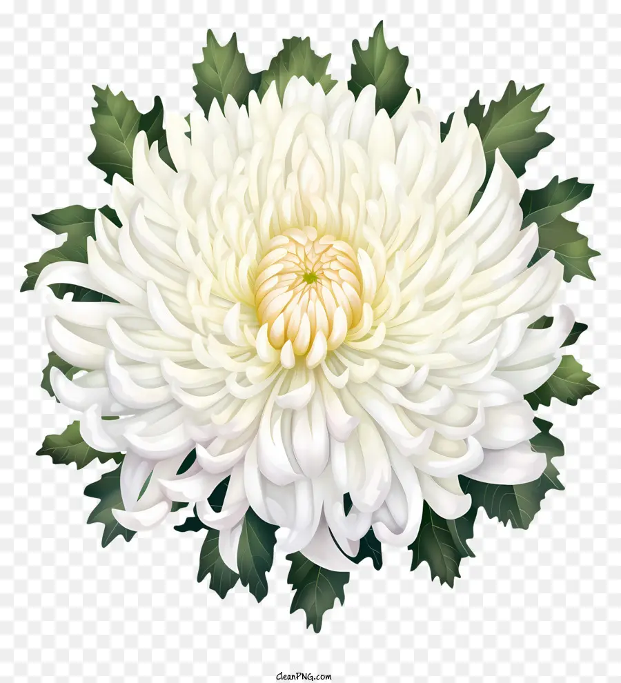 Weiße Chrysanthemenblume in vollen Blüte geschlossene Blütenblätter im nicht weißen Mittelgrünen Blätter - Weiße Chrysanthemen mit geschlossenen Blütenblättern, grüne Blätter