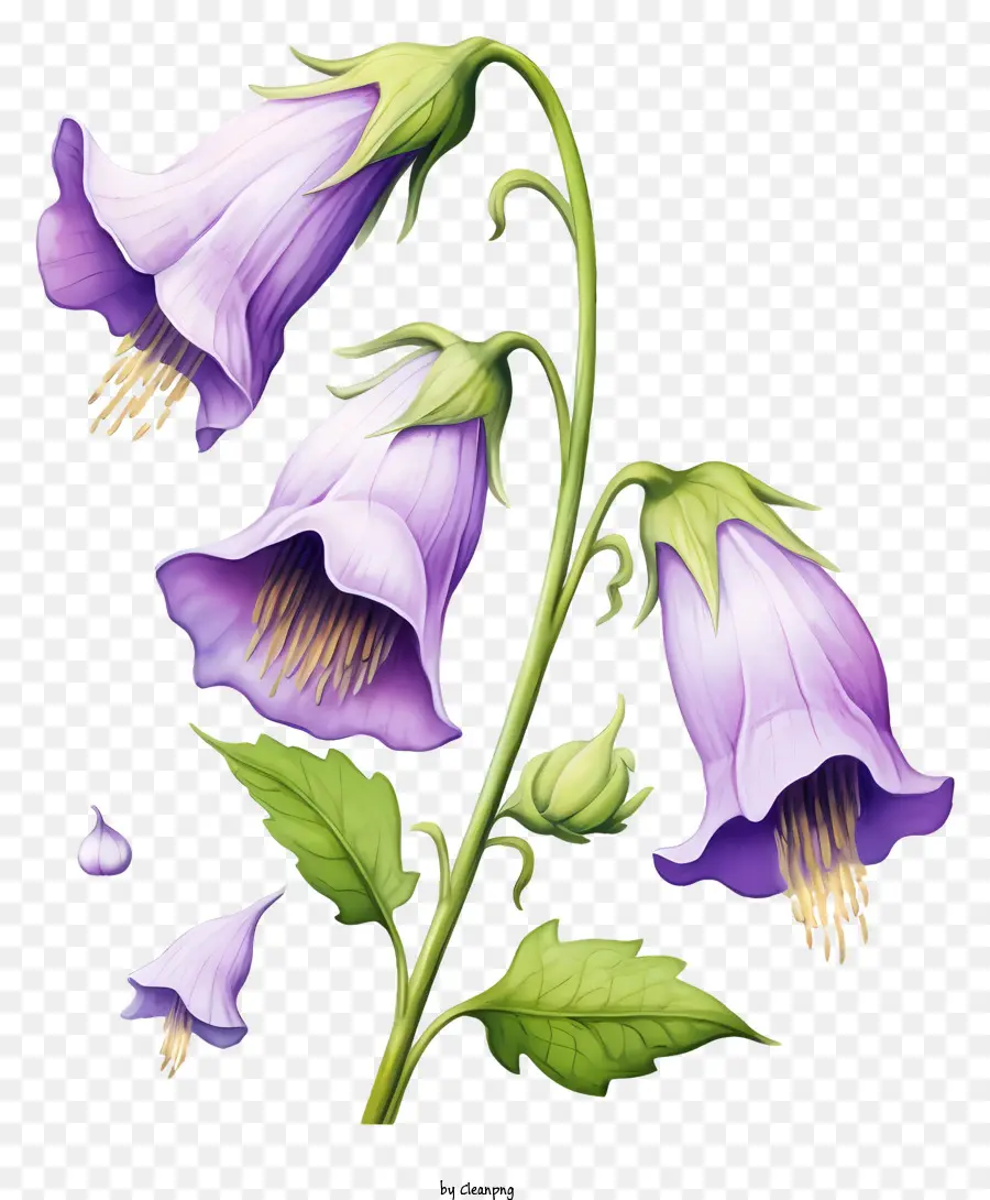 florales Design - Drei lila Blüten, zwei offen und eine geschlossen