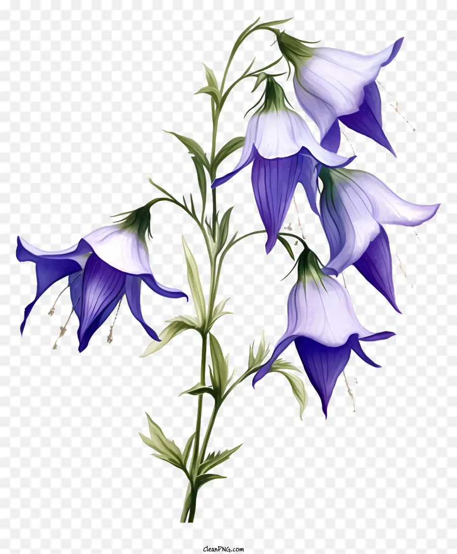 petali di fiori - Gruppo di fiori blu su sfondo nero