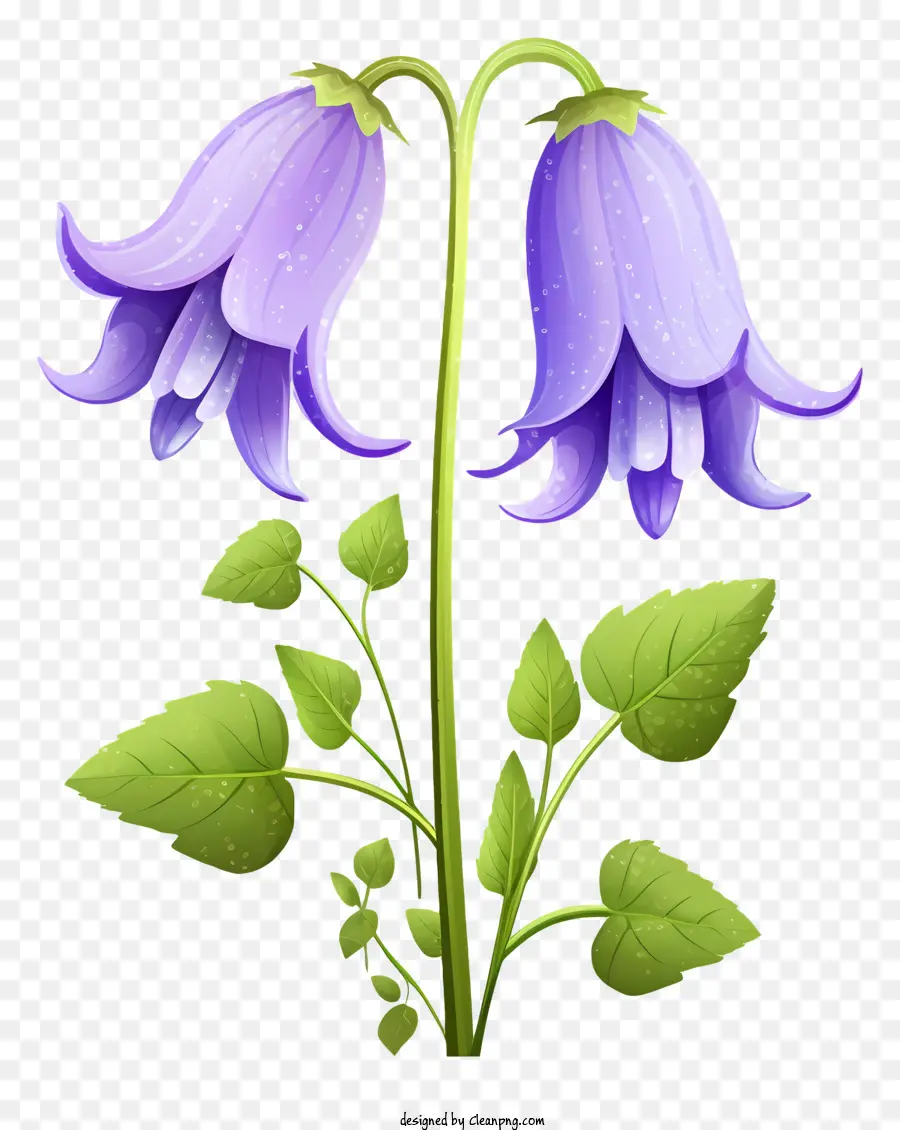 hoa sắp xếp - Cụm hoa tím nở hoa với lá xanh