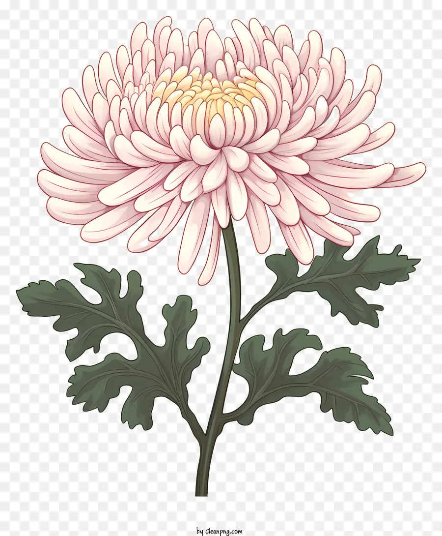 petali rosa di Chrysanthemum petali rosa margherita della famiglia verde gambo - Chrysanthemum piatto, rosa con petali e foglie verdi